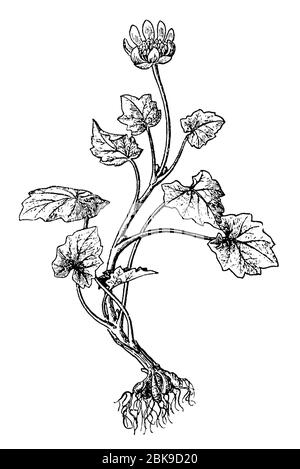 lesser celandine / Ficaria verna Syn. Ranunculus ficaria / Scharbockskraut (, ) Stock Photo