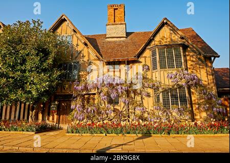 Wisteria covered Halls Croft in Stratford upon Avon, home of William Shakepeare's daughter Judith Hall. Stock Photo