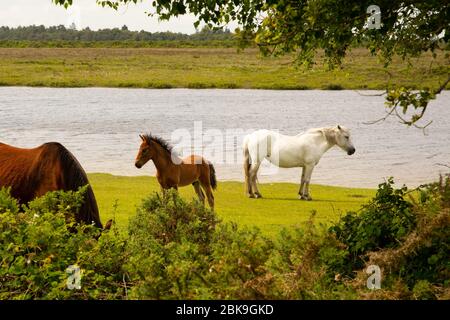 The New Forest pony is one of the recognised mountain and moorland or native pony breeds of the British Isles. Height varies from around 12 to 14.2 ha Stock Photo