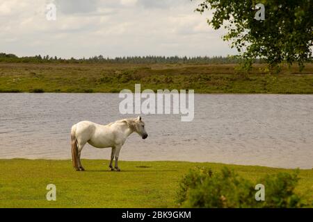 The New Forest pony is one of the recognised mountain and moorland or native pony breeds of the British Isles. Height varies from around 12 to 14.2 ha Stock Photo