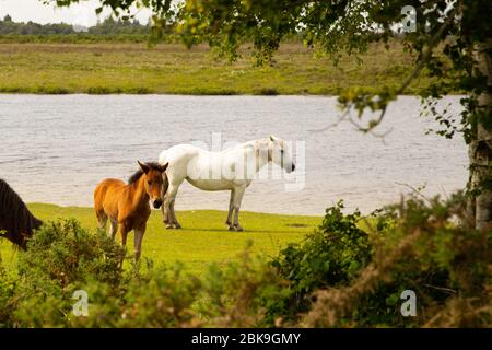 The New Forest pony is one of the recognised mountain and moorland or native pony breeds of the British Isles. Height varies from around 12 to 14.2 ha Stock Photo