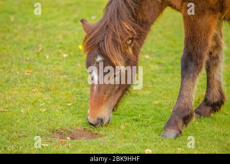 The New Forest pony is one of the recognised mountain and moorland or native pony breeds of the British Isles. Height varies from around 12 to 14.2 ha Stock Photo