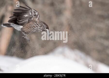 The Spotted nutcracker in flight on snow (Nucifraga caryocatactes) Stock Photo