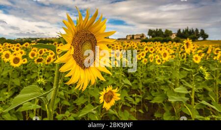 Close up of a sunflower in a field of sunflowers in the Marche Region, Italy, Summer landscape of Central Italy Stock Photo