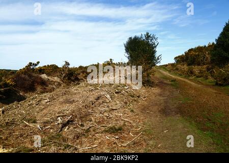Recently cut gorse, part of management to remove old bushes and stop it invading heathland habitat, Ashdown Forest, East Sussex, England Stock Photo