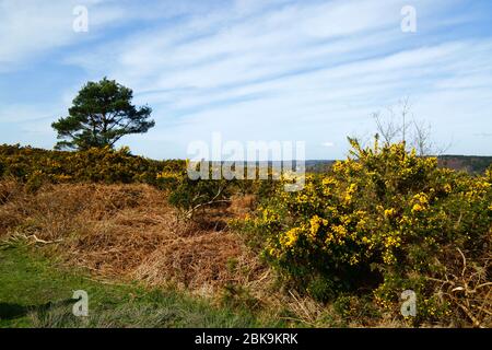 Common gorse (Ulex europaeus), Scots pine tree (Pinus sylvestris), bracken and typical views, Ashdown Forest, East Sussex, England Stock Photo
