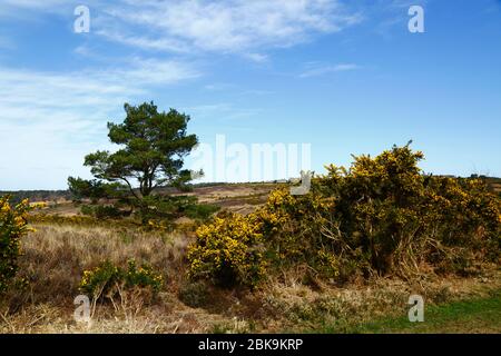 Common gorse (Ulex europaeus), Scots pine tree (Pinus sylvestris) and typical views, Ashdown Forest, East Sussex, England Stock Photo