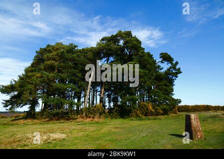 Trig point and clump of Scots pine trees (Pinus sylvestris) at Camp Hill, Ashdown Forest, East Sussex, England Stock Photo