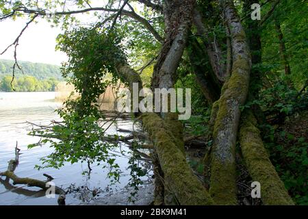 Auenwald und wichtiges Laichgebiet am Ufer des Rheins beim aargauischen Möhlin Stock Photo