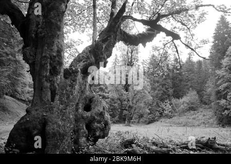 Ein alter Berg-Ahorn im Naturpark Chasseral im Berner Jura Stock Photo