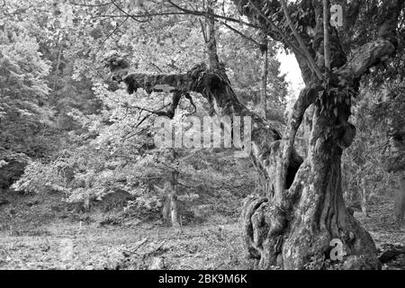 Ein alter Berg-Ahorn im Naturpark Chasseral im Berner Jura Stock Photo