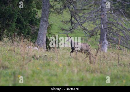 Gemse im Jagdbanngebiet Combe Grède im Naturpark Chasseral Stock Photo