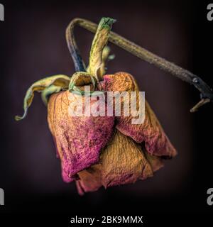 Dried flower head isolated against a dark background Stock Photo