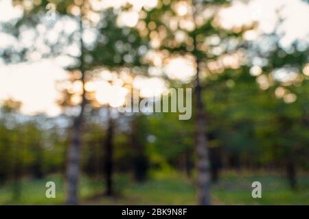 Green and brown natural background of out of focus forest or bokeh Stock Photo