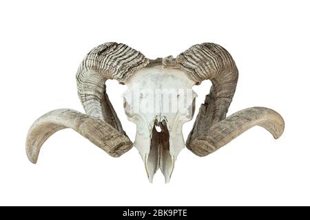 huge ram trophy isolated over white baclground, skull of huge domestic animal Stock Photo