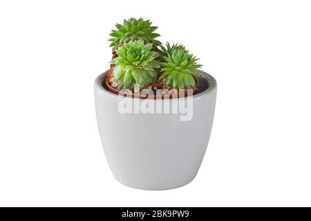 Haworthia in a small ceramic pot for succulents, isolation over white background Stock Photo