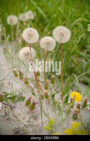 White fluffy dandelions, natural green blurred spring background, selective focus. The wind blows away seeds of dandelions Stock Photo