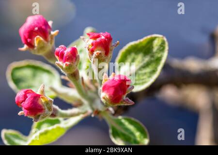 Red closed buds of inflorescence of an apple tree with green velvet leaves in blur on a blue background in sunlight. Stock Photo