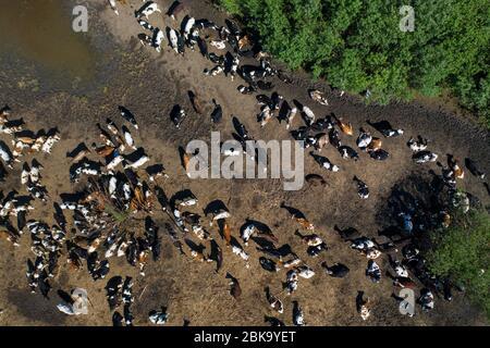 Scarce pasture for herds of cows. The threat of a food crisis. Stock Photo