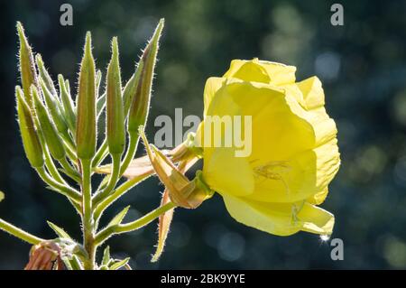 blooming common evening primrose Oenothera biennis Stock Photo