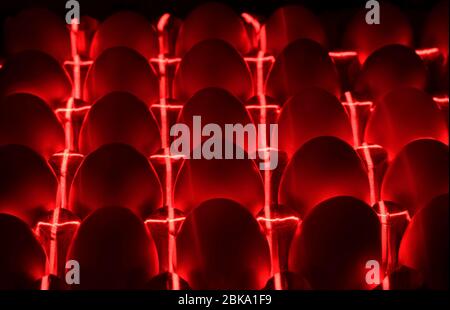 chicken eggs, lie under infrared rays in an incubator Stock Photo