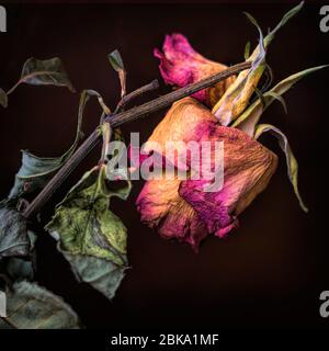 Dried flower head isolated against a dark background Stock Photo