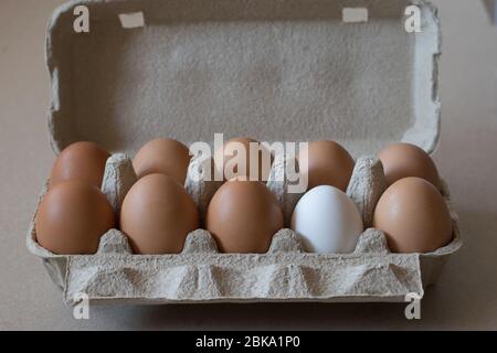eleven brown chicken eggs and one white egg in a gray cardboard container Stock Photo