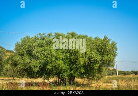 Olive Tree (Olea europaea) in Marche countryside, Italy, Europe Stock Photo