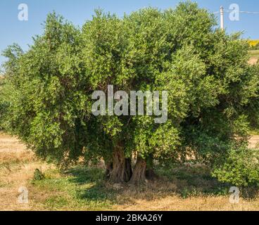 Olive Tree (Olea europaea) in Marche countryside, Italy, Europe Stock Photo