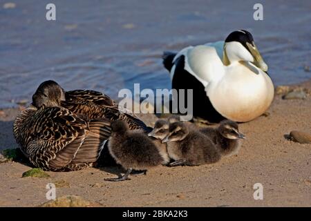 (Common) EIDER DUCK (Somateria mollissima) female with ducklings and male at rest, Scotland, UK. Stock Photo