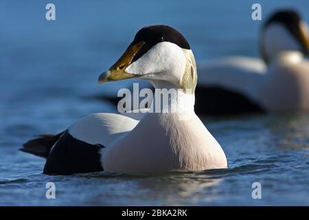 (Common) EIDER DUCK (Somateria mollissima) male swimming in a harbour, Northumberland, UK. Stock Photo