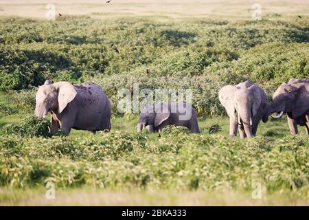 Elephants in Amboseli Nationalpark, Kenya Stock Photo