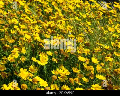 Meadow with yellow coloured flowers (glebionis coronaria) as a background or texture. Yellow daisies blooming in spring Stock Photo