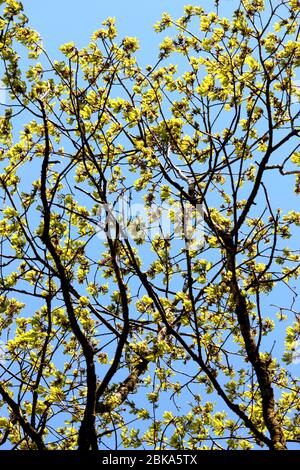 A photograph of the vibrant yellow and green buds on branches.  Springtime in woodland.  Highlighted color against a beautiful blue spring sky Stock Photo