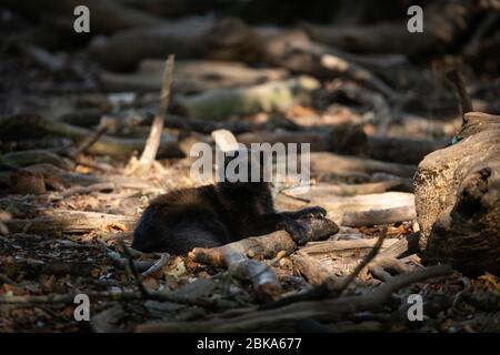 Wolverine in the forest Stock Photo