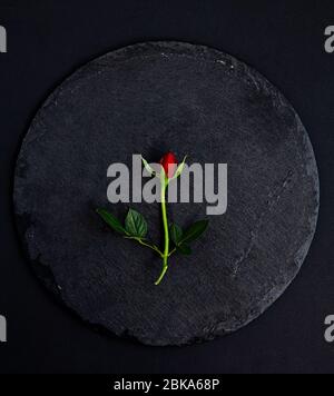One red rose on a round stone slab on a black background,top view. Stock Photo