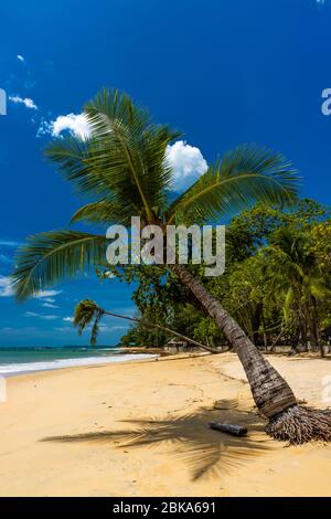 Coconut Palm Trees on a beautiful tropical beach with a blue sky background Stock Photo