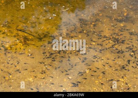 Lots of tadpoles in a pond, UK. Common frog (Rana temporaria) tadpoles. Stock Photo