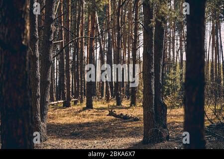 Group of conifers in the temperate zone Stock Photo
