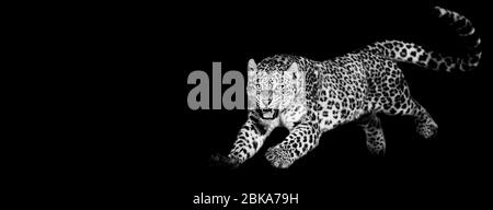 Panther jumping Black and White Stock Photos & Images - Alamy