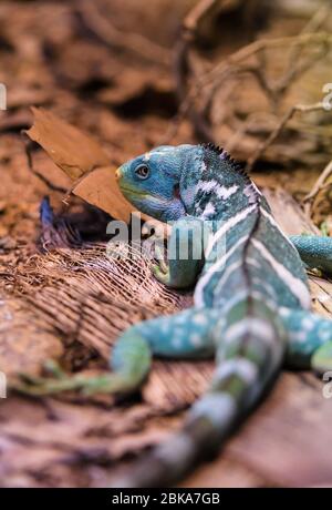 Close-up of a Fijian crested iguana moving away with focus on head at Australia Zoo in Beerwah Queensland. Stock Photo