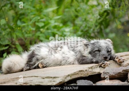 Polar fox sleeping on the rock Stock Photo