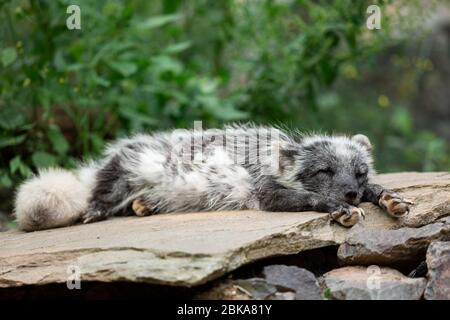 Polar fox sleeping on the rock Stock Photo