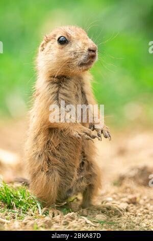 Prairie dog in the meadow Stock Photo