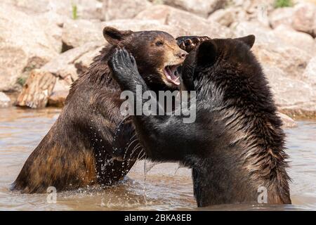 Black bear in the meadow Stock Photo