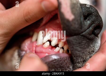 A young dog with teeth falling out. Examination of the dog's teeth