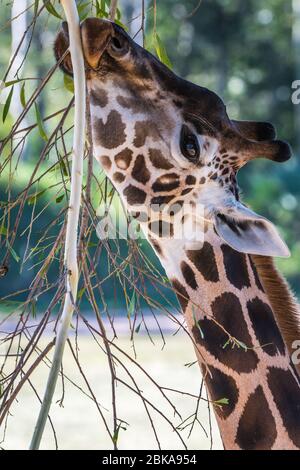 Rothschild Giraffe at Australia Zoo uses its prehensile tongue to selectively feed on a young tree. Stock Photo