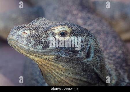 Closeup headshot of Komodo dragon at Steve Irwin's Australia Zoo in Beerwah, Queensland. Stock Photo