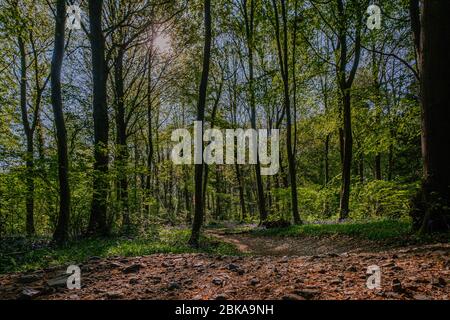 Bluebells growing in Leigh Woods, Bristol Stock Photo