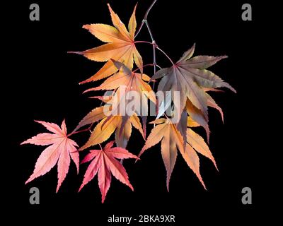 Backlit spring foliage of the hardy Japanese maple, Acer palmatum 'Bloodgood' on a black background Stock Photo